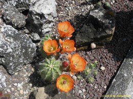 Echinocereus spec.   